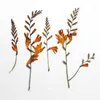 Dried Flowers 30pcs Pressed Renanthera Coccinea Lour. Flower Plant Herbarium For Jewelry Postcard Invitation Card Bookmark Scrapbook DIY