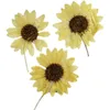 Dried Flowers Latest Sunflower Shiny Yellow For DIY Bridal Makeup 1Lot 30pcs Free Shipment 230628