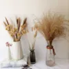 Fiori secchi Mazzo di erba di coniglio naturale Bouquet di piante di fiori veri per puntelli fotografici Flores Decorazioni per matrimoni fai da te per la casa