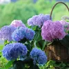 Gedroogde bloemen 38 cm kleurrijke decoratieve bloem kunstzijde hortensia DIY Home Party bruiloft achtergrond muur nep decor