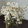 Suszone kwiaty 1-2,5 cm/około 70 głowicy kwiatowej naturalny prawdziwy bukiet mini stokrotka