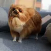 Animaux En Peluche En Peluche Simulation Poméranie En Peluche Décoration Chien Poupée Jouet Artisanat Décoration De La Maison Animal Modèle Enfants Cadeau Kawaii En Peluche Jouets J230628