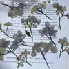 Dried Flowers 12pcs Nature Pressed Hydrangea with DIY Wedding invitations Craft Photo Bookmark Gift Card facial/Nail Art Decor