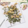 Dried Flowers Rose Flower Dry Embossed Plant Specimen Real Pressed DIY Decoration Crafts