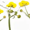 Dried Flowers 6-9cm/16pcs Natural color Pressed buttercup with Eternal flower for DIY Bookmark Gift Card christmas candlestick decoration