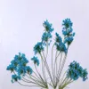 Fiori secchi 60 pezzi pressati diversi fiori Ammi Majus con steli piante erbario per volte gemme gioielli ciondolo anelli creazione