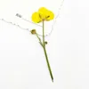 Dried Flowers 6-9cm/16pcs Natural color Pressed buttercup with Eternal flower for DIY Bookmark Gift Card christmas candlestick decoration