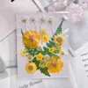 Getrocknete Blumen 22 teile/satz Gepresste Blume Blatt Pflanze Herbarium Für Schmuck Lesezeichen Postkarte Telefon Fall Einladung Karte DIY Design-2