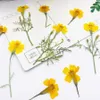Fleurs séchées pressées 3-6cm, 60 pièces, Tagetes Patula, plantes à fleurs jaunes, herbier pour bijoux, marque-page, carte postale, étui de téléphone, fabrication