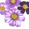 Suszone kwiaty 50pcs 4-7 cm Purple Cosmos Bipinnata Flower for Pocztówki Biżuteria Zakładka
