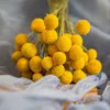 Dried Flowers 20pcs Natural Craspedia Billy Balls Golden Orbs Yellow Preserved Flower Home Office Wedding Decoration Table Accessories