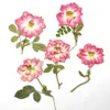 Fiori secchi 12 pezzi pressati rosa/rosa rossa fiore con gambo pianta erbario per gioielli cartolina segnalibro cassa del telefono scrapbook mestiere fai da te