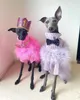 Vestuário para cães Roupas de grife de luxo Suéter de pele rosa Azul Roxo Alta qualidade Malhas quentes para cachorros Gatos sem pêlos Roupas de moda para gatos 230628