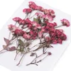 Dried Flowers Rose Flower Dry Embossed Plant Specimen Real Pressed DIY Decoration Crafts