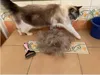 Nya husdjur päls knutskärare hund grooming shedding verktyg husdjur katt hårborttagning kamborste dubbelsidig husdjursprodukter kam för katter