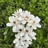 Flores secas pequeñas hechas a mano, crisantemo blanco, Margarita, plantas reales naturales, ramo seco de flores, decoración para fiesta de boda