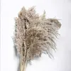 Dried Flowers Natural Grass Bouquet Home Decor For Wedding Table Decoration And Accessories