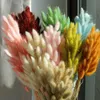 Flores secas decoração natural coelho grama lagurus ovatus para casa seco pequenos buquês de casamento e arranjo de flores