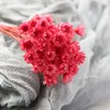 Kurutulmuş Çiçekler 30 PCS Brezilyalı Küçük Yıldız Çiçek Çim Çempila Chrysanthemum Art Decor DIY Düğün Aksesuarları