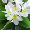 Dekorativa blommor 1st konstgjorda plumeria blommor grenar falska stjälkar naturliga gröna blad för oöverträffade DIY -tillbehör