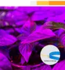 Plant Grow Light LED -remsa, USB 5V Full Spectrum LED -remsljus för odling, 0,5 m 1 m 2 m 3 m för växter växthusblommor veg sådd