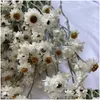 Couronnes de fleurs décoratives plus de 60 capitules / paquet de bricolage arrangement véritable bouquet de cinéraire blanc sec naturel décoration de la maison D Dhsgv