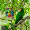 Autres fournitures d'oiseaux jouet à mâcher perroquet morsure bois jouets de recherche de nourriture accessoires de cage en bois pour conures moyennes calopsittes