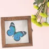 Frames Dried Flowers Specimen Container Insect Display Holder Acrylic Vintage Case Butterflies Wood