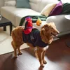 Köpek Giyim Ayarlanabilir Giysiler Chucky Inspired Cadılar Bayramı Pet Kostüm Kabak Tasarım Tasarım Harfancı Bant Ortamı