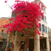 Fiori decorativi Composizione floreale per la casa Bougainvillea artificiale Filigrana Decorazione di nozze finta Arco per feste fai da te