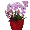 Vase Creative Desktop Phalaenopsis FlowerPot Ceramic Silver decorative Vase Orchid Special Pot