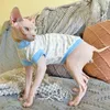 Cat Costumes Hairless Clothing Autumn Pure Cotton Belly Protection Air Conditioning Room Elastic Vest Sphinx German Pet