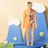 Decorative Objects Figurines 3d Human Body Torso Model For Kid Anatomy Skeleton Construction Diy Organ Assembly 231009