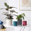 Vazen 1 st Europese Pure Kleur Bloempot Woondecoratie Succulent Keramische Bloempot Plant Pot 231009