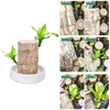 Dekorativa blommor Brasilien trä Hydroponic Potted Plant inomhus Lucky Office Desktop Green Home Decor Fairy Garden