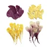 Decorative Flowers 12pcs/3-7cm Nature Pressed Flower Petals Dry Material DIY Leaf Bookmark Drop Glue Po Frame Jewelry Accessories