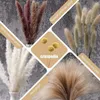 Dekorativa blommor 85 st naturliga torkade pampas dekor fluffy pompas gräs boho hem bukett för bröllop blommor rum dekorationer