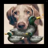 Dog Apparel Pet Vocal Toy Duck Molar Bite-Resistant Puppy Ke Fund Mao Labrador Training Supplies 26x12.5x11.5CM