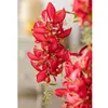 Fiori decorativi Erythrina Indica di alta qualità Fiore artificiale Soggiorno Balcone Decorazione Scena floreale Layout Tavolo da pranzo Bouque