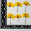 Decoratieve bloemen natuurlijke geperste bloem voor hars Cosmos Sulphureus gedroogde DIY telefoonhoes sieraden Canlde zeep plakboek 12/24 stuks