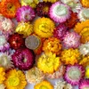 Dekorativa blommor naturliga torkade krysantemumhuvuden för bröllopsträdgård dekoration blomma vägg daisy fest hem dekor diy tillbehör