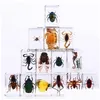 Party Favor Insect Specimen Favors For Kids Bugs In Resin Collections Paperweights Arachnid Preserved Scientific Educational Toy Hal Dhbqv