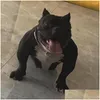 Coleiras de cachorro trelas colar de aço inoxidável pitada deslizamento cadeias p choke para cães de treinamento aconchegante design plano suave pet drop entrega home dh1uu