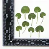 Dekorativa blommor 12st/3,5-6 cm Nature Pressed Green Leaf Real Plant DIY Bokmärke PO-ramar Lime Telefonfodral Holiday Celling Card