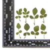装飾的な花4-5cm/12pcsネイチャープレスワイルドストロベリーの葉乾燥diy接着剤ドロップポーフレーム電話ケース植物材料