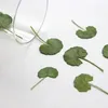 Dekorative Blumen, 12 Stück/3,5–6 cm, Natur, gepresstes grünes Blatt, echte Pflanze, DIY, Lesezeichen, Po-Rahmen, selbstklebende Handyhüllen, Urlaubsgrußkarte