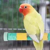 Andra fågelförsörjningar Stående stick papegoja grenstativ träning leksaker för parakit bur slipning pol cockatiels tillbehör
