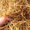 Engångskoppar sugrör 100 st 20 cm vete miljövänligt naturligt drickslag i miljön för dricksvarig bartillbehör
