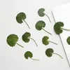 Dekorativa blommor 12st/3,5-6 cm Nature Pressed Green Leaf Real Plant DIY Bokmärke PO-ramar Lime Telefonfodral Holiday Celling Card