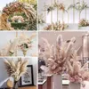 Fiori decorativi 10 pezzi pennacchio 30-75 cm grande erba di pampa bouquet di fiori secchi decorazioni per la casa steli alti e soffici soggiorno decorazione di nozze
